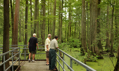 cache river natural area in southern illinois